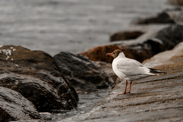 Beautiful view of young black-headed gull standing on stone shore near the water