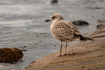 brown mottled seagul on shore. Bird in natural habitat