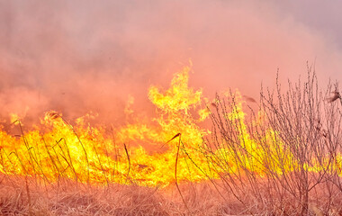 Burning old dry grass in the garden. Burning dry grass on the field. Forest fire.