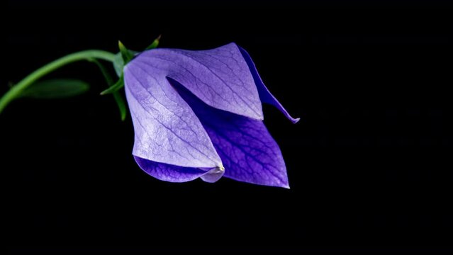 Violet Platycodon Flower Open Blossom in Time Lapse on a Black Background. Campanula Bud Growing