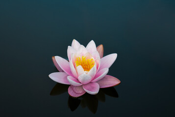 Pink water lily reflects on water