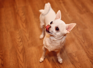 Portrait of a cute chihuahua dog looking away, white color.