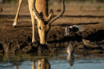Impala (Aepyceros melampus) at waterhole in Mashatu;  Botswana ;  Africa