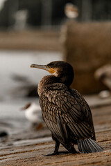 beautiful close-up view of Great black cormorant in natural habitat.