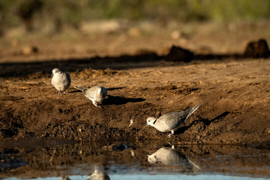 African collared dove (Streptopelia roseogrisea) at waterhole in Mashatu;  Botswana;  Africa
