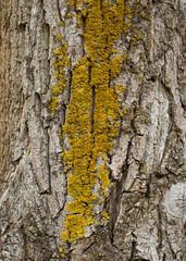 The trunk of the fruit tree is covered with moss, which damages the tree and kills it, allowing fungal growth to develop. Texture of a tree in the garden close-up.