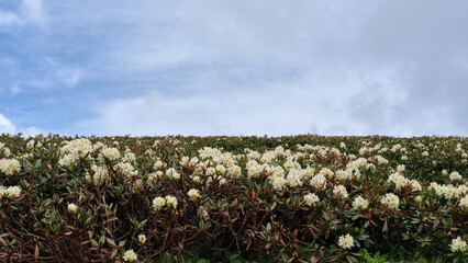 Blooming mountain rhododendrons with blue sky. Floral background, banner with copy space.