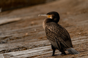 awesome beautiful close-up view of Great black cormorant in natural habitat.
