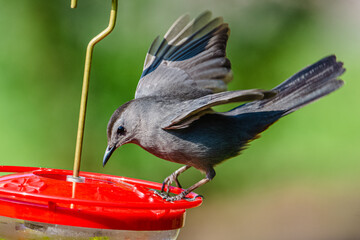 Gray catbird landing on a hummingbird feeder