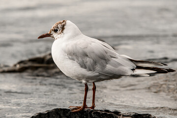 Close-up young black-headed gull standing on stone