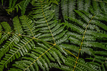 Ferns in the mountain night
