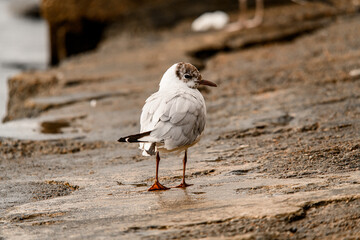 reat view of young black-headed gull standing on stone shore near the water