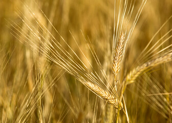 Close up of wheat ears, field of wheat in a summer day. Harvesting period