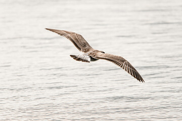 Great view of spotted gull flying in the air