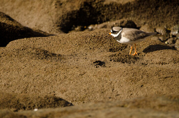 Common ringed plover Charadrius hiaticula. Arinaga Beach. Aguimes. Gran Canaria. Canary Islands. Spain.