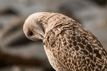 close-up of young beautiful spotted gull that cleans feathers