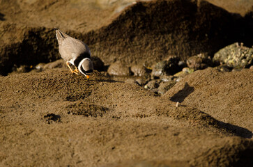 Common ringed plover Charadrius hiaticula searching for food. Arinaga Beach. Aguimes. Gran Canaria. Canary Islands. Spain.