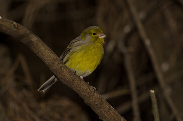 Male Atlantic canary Serinus canaria. The Nublo Rural Park. Tejeda. Gran Canaria. Canary Islands. Spain.