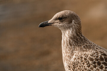 Portrait of young handsome brown mottled seagull on blurred background.