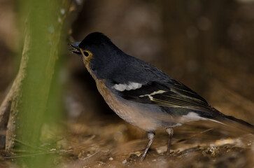 Common chaffinch Fringilla coelebs canariensis. Male eating a seed. The Nublo Rural Park. Tejeda. Gran Canaria. Canary Islands. Spain.