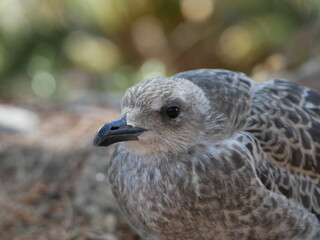 Goéland argenté juvénile en gros plan