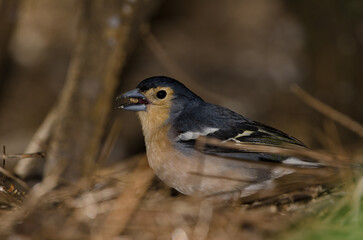 Fototapeta premium Common chaffinch Fringilla coelebs canariensis. Male eating a seed. The Nublo Rural Park. Tejeda. Gran Canaria. Canary Islands. Spain.
