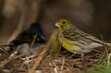 Atlantic canary Serinus canaria eating a seed and common chaffinch in the background. Tejeda. Gran Canaria. Canary Islands. Spain.