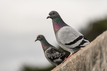gray pigeons perching on the edge of curb on blurred background.