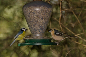 Male Chaffinch Fringilla coelebs canariensis and African blue tit Cyanistes teneriffae hedwigii in a bird feeder. Gran Canaria. Canary Islands. Spain.
