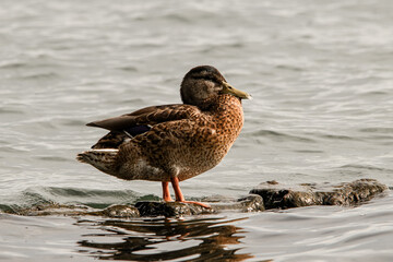 close-up of young spotted duck standing on rock in the water