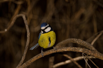 Obraz premium African blue tit Cyanistes teneriffae hedwigii. The Nublo Rural Park. Tejeda. Gran Canaria. Canary Islands. Spain.