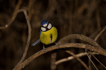 African blue tit Cyanistes teneriffae hedwigii. The Nublo Rural Park. Tejeda. Gran Canaria. Canary Islands. Spain.