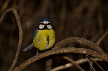 African blue tit Cyanistes teneriffae hedwigii. The Nublo Rural Park. Tejeda. Gran Canaria. Canary Islands. Spain.