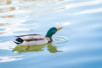 Obraz premium Birds and animals in wildlife concept. Male mallard duck swimming on the pond and drink water. Amazing wild duck swims in lake or river