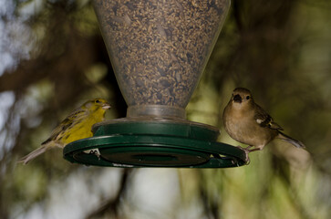 Female chaffinch Fringilla coelebs canariensis and Atlantic canary Serinus canaria eating seeds in a bird feeder. Gran Canaria. Canary Islands. Spain.