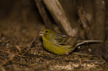 Male Atlantic canary Serinus canaria eating seeds on the ground. The Nublo Rural Park. Tejeda. Gran Canaria. Canary Islands. Spain.