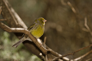 Male Atlantic canary Serinus canaria. The Nublo Rural Park. Tejeda. Gran Canaria. Canary Islands. Spain.