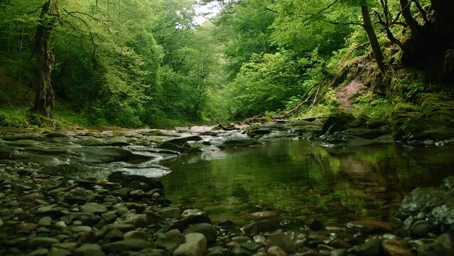 Beautiful tropical rain forest and a small lake. Creative. Cold stream in the natural park at the spring or summer season.