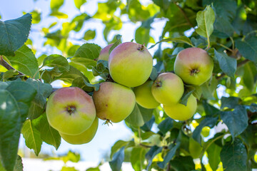 Close up shot of small, unripe, green apple in the branches of the apple tree in orchard