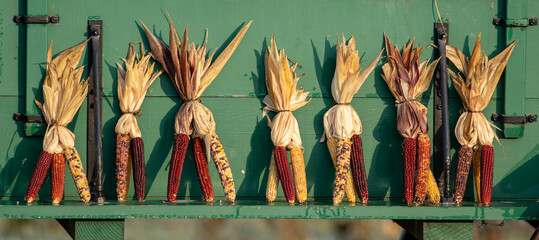 Indian corn resting on a green shelf in the sun