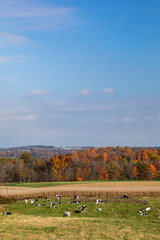 Dairy cows grazing in a pasture near a cornfield in the Autumn countryside in Amish country