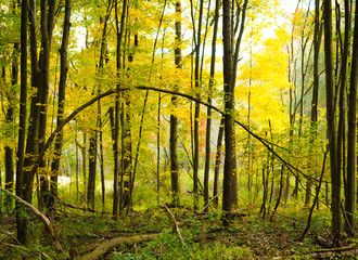 Thin bent over tree in a bright forest | small drooping tree