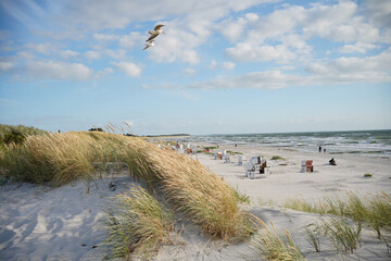 Scenic beach scene with a seagull at Hiddensee island, Baltic Sea, Germany. 