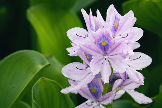 ホテイアオイ の画像 6 069 件の Stock 写真 ベクターおよびビデオ Adobe Stock