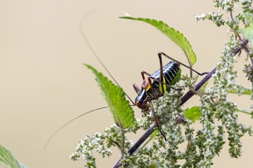 Bush cricket of the species Barbitistes constrictus