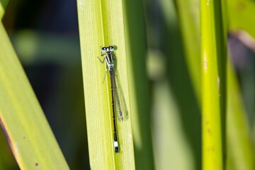 Blue tailed damselfly, Ischnura elegans