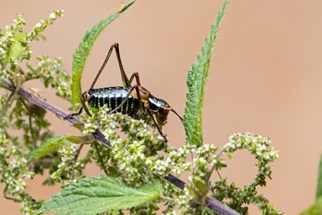 Bush cricket of the species Barbitistes constrictus