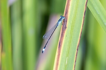 Blue tailed damselfly, Ischnura elegans