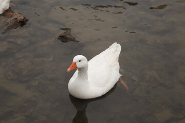 Pato