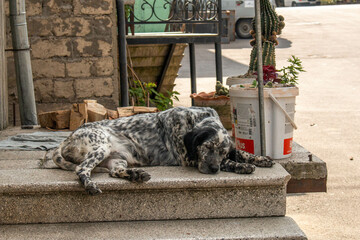 Big dog, black and white spotted, sleeping in the characteristic streets of the city of Borjomi, Georgia. 